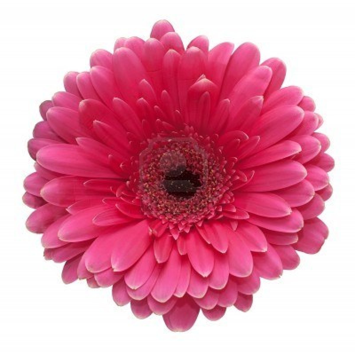 FunMozar – Pink Flowers