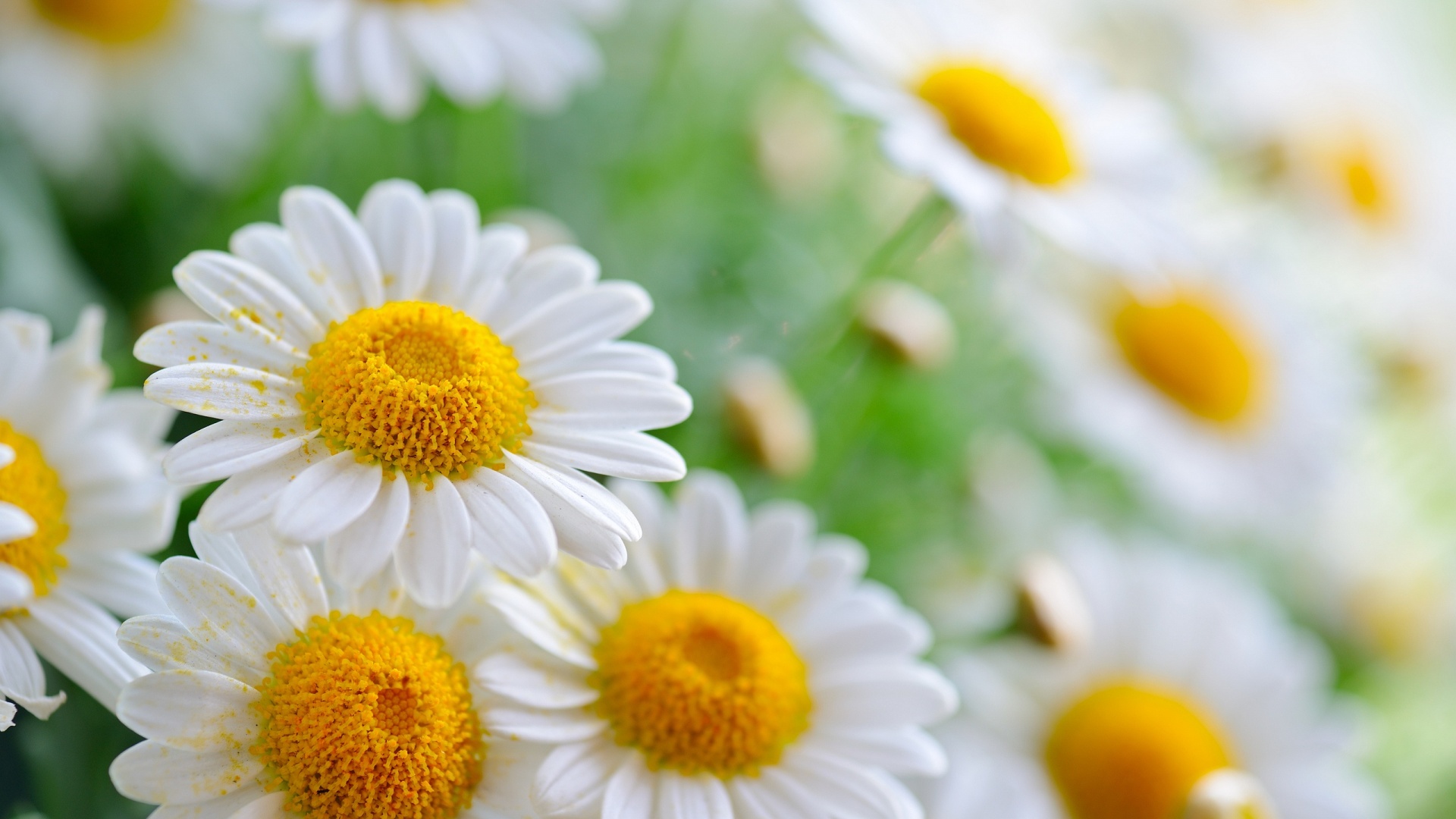 Stunning Daisies #6811354