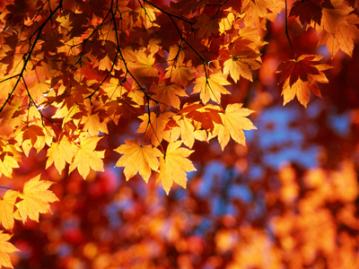 Autumn leaves | Behind the Scenes / Virtual COO