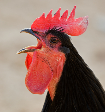 My Rooster Just Crowed - Lies Young Women BelieveLies Young Women ...