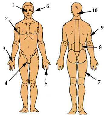 Body Regions 4 Short