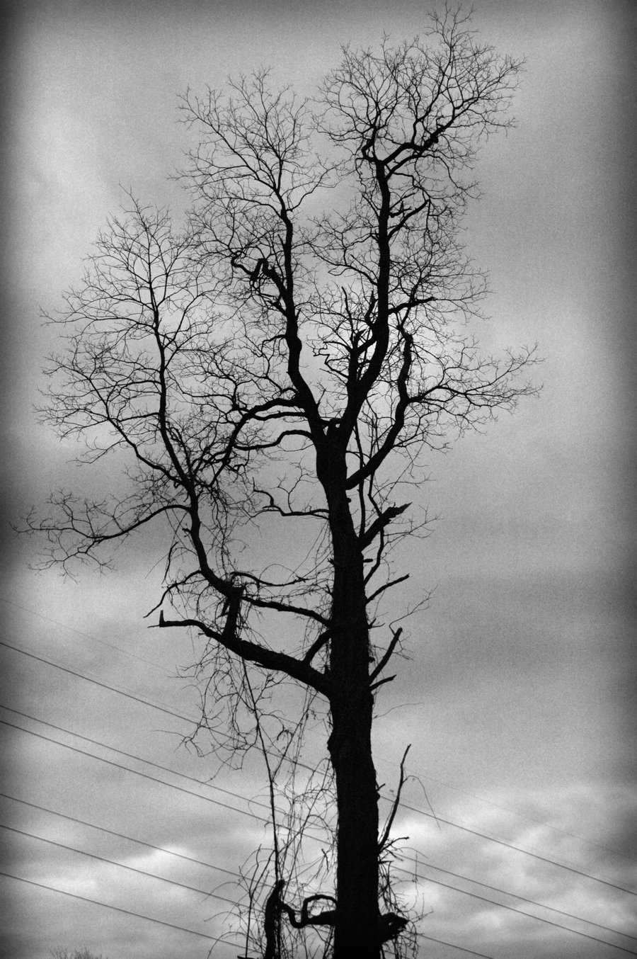 Creepy Tree by x-ooga-booga-x on DeviantArt