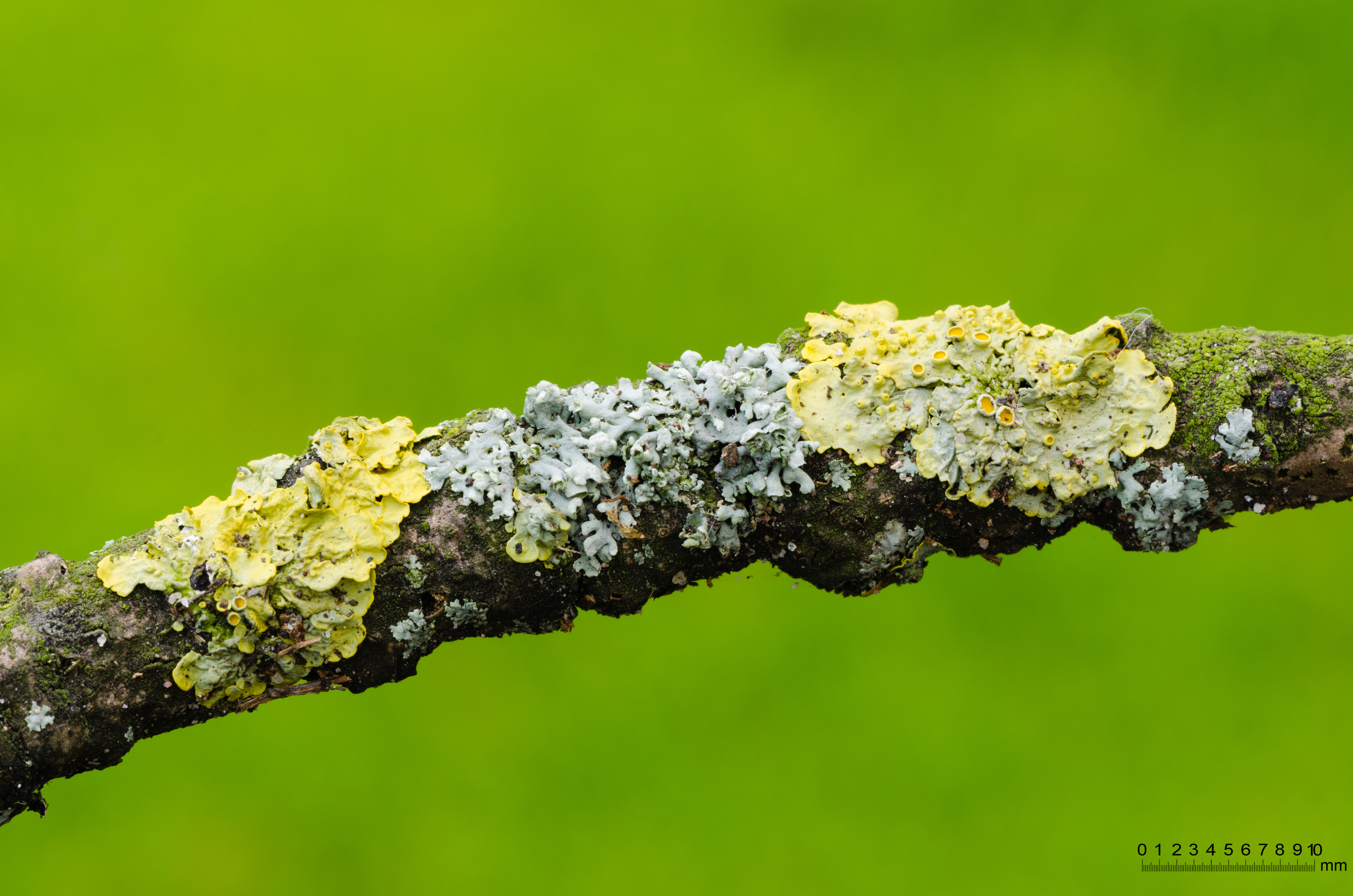 File:Physcia stellaris together with Xanthoria parietina - on a ...