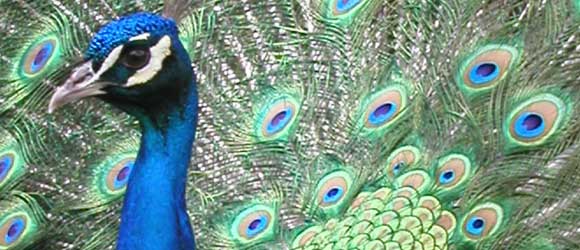 Zoo Membership :: Dickerson Park Zoo