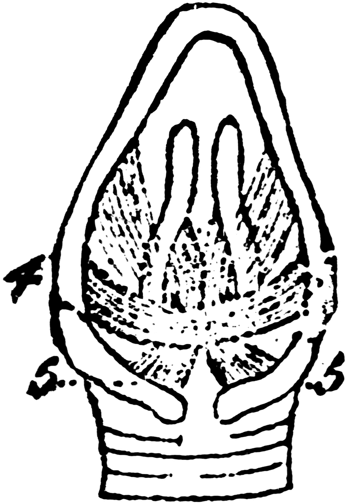 The Larynx Muscles of a Rook | ClipArt ETC
