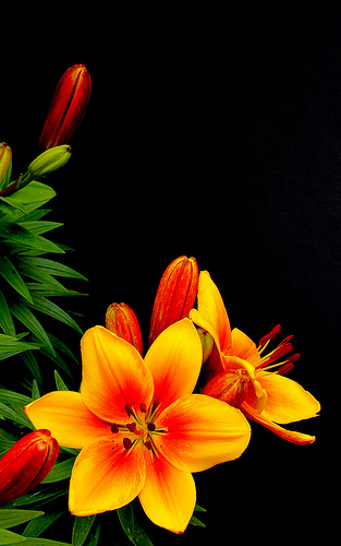 Sean Tiernan: Lilies in the garden