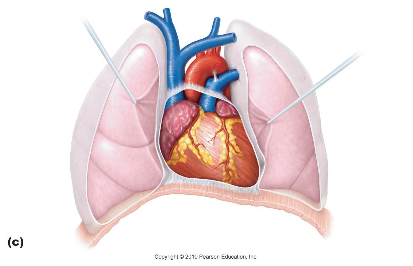 Images For > Heart Diagram Unlabeled Colored