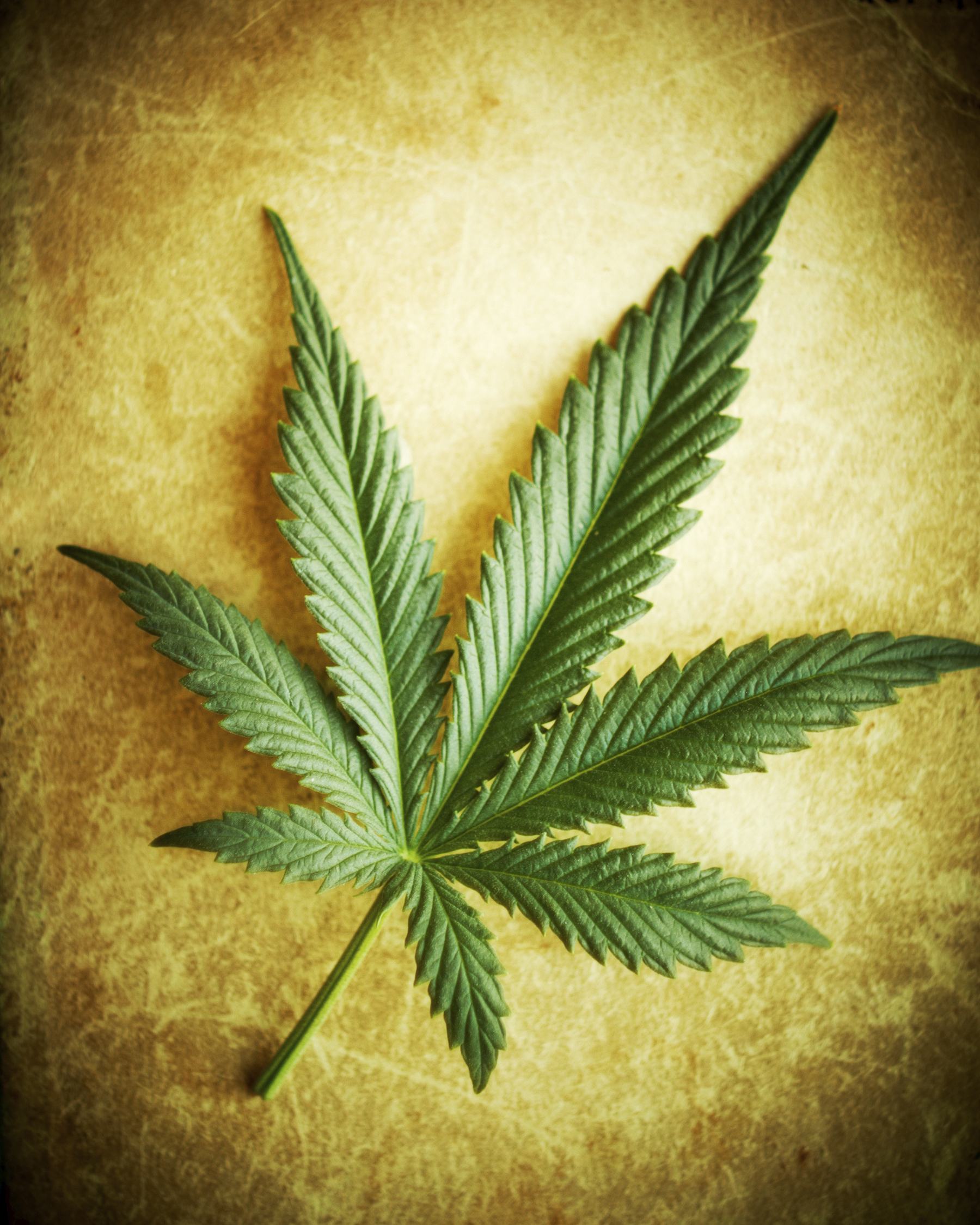 Marijuana, CFL's, and Mercury | Barefootfarmgirl's Blog