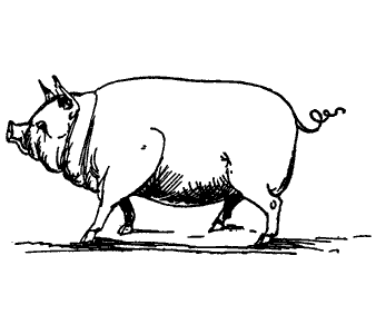 Public Domain images 37 line drawing of a fat pig with curly tail