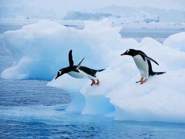 Gentoo Penguins, Gentoo Penguin Pictures, Gentoo Penguin Facts ...