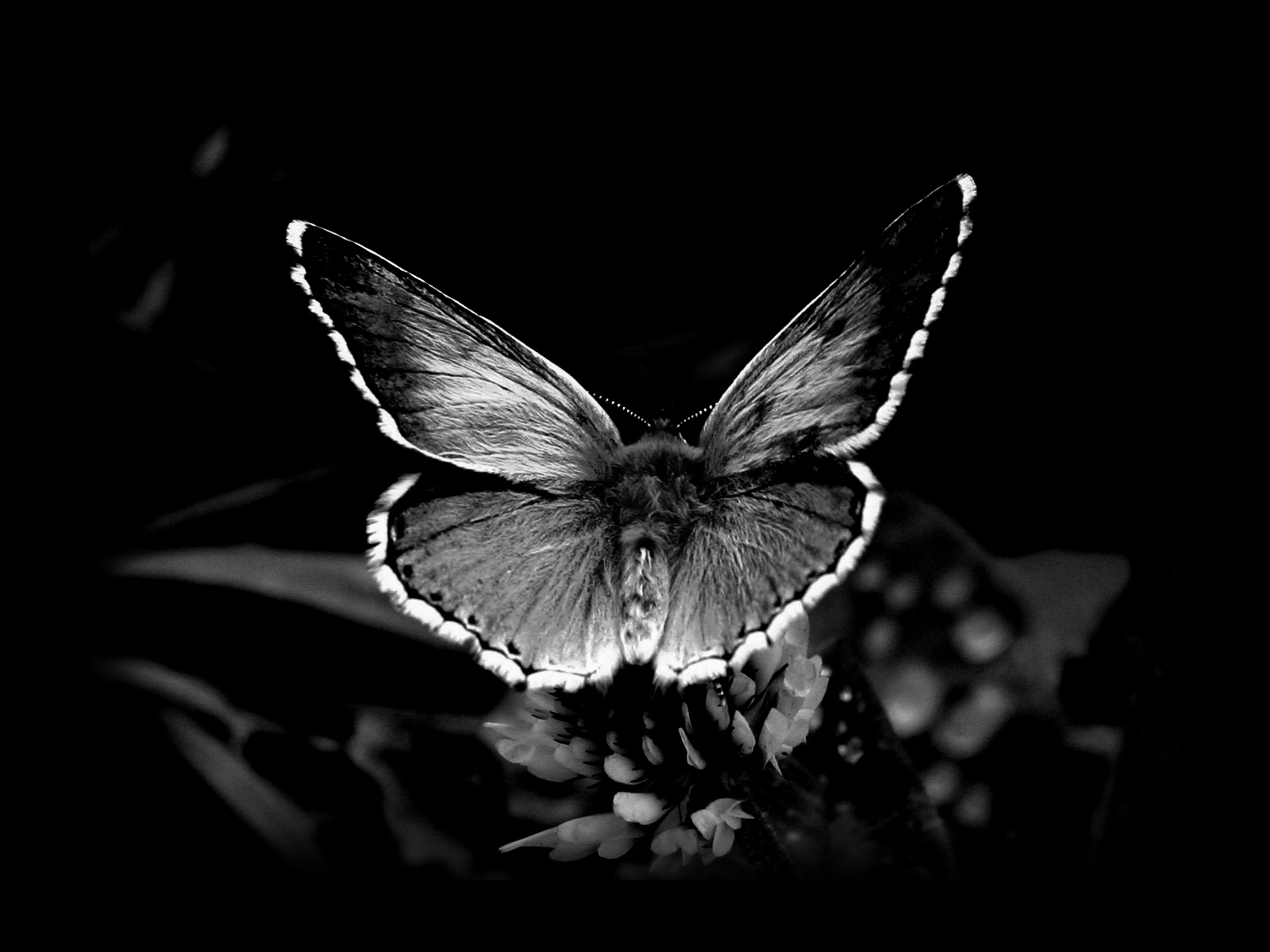 Awesome Black And White Butterfly Wallpaper HD #765 Wallpaper ...
