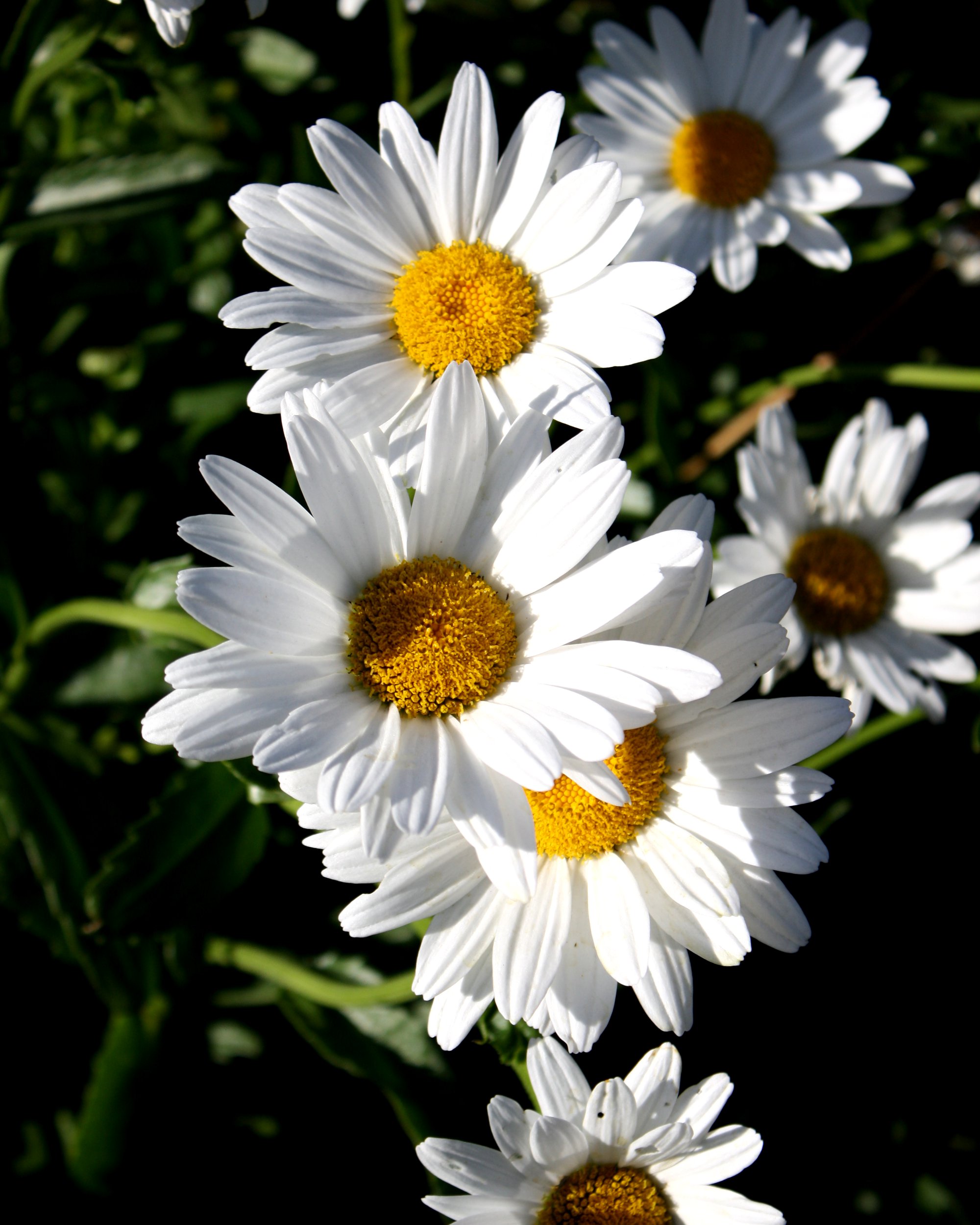 White Daisies Picture | Free Photograph | Photos Public Domain
