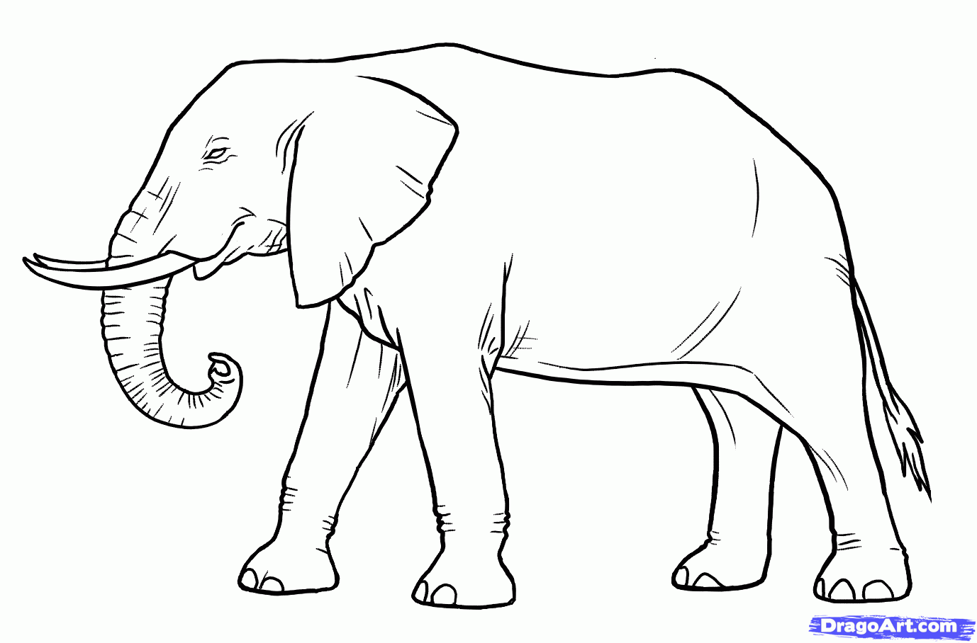 elephant drawing - Free Large Images