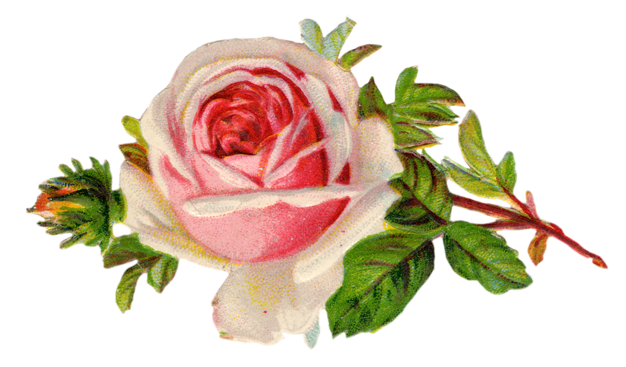 Free Vintage Rose Clip Art - Free Pretty Things For You