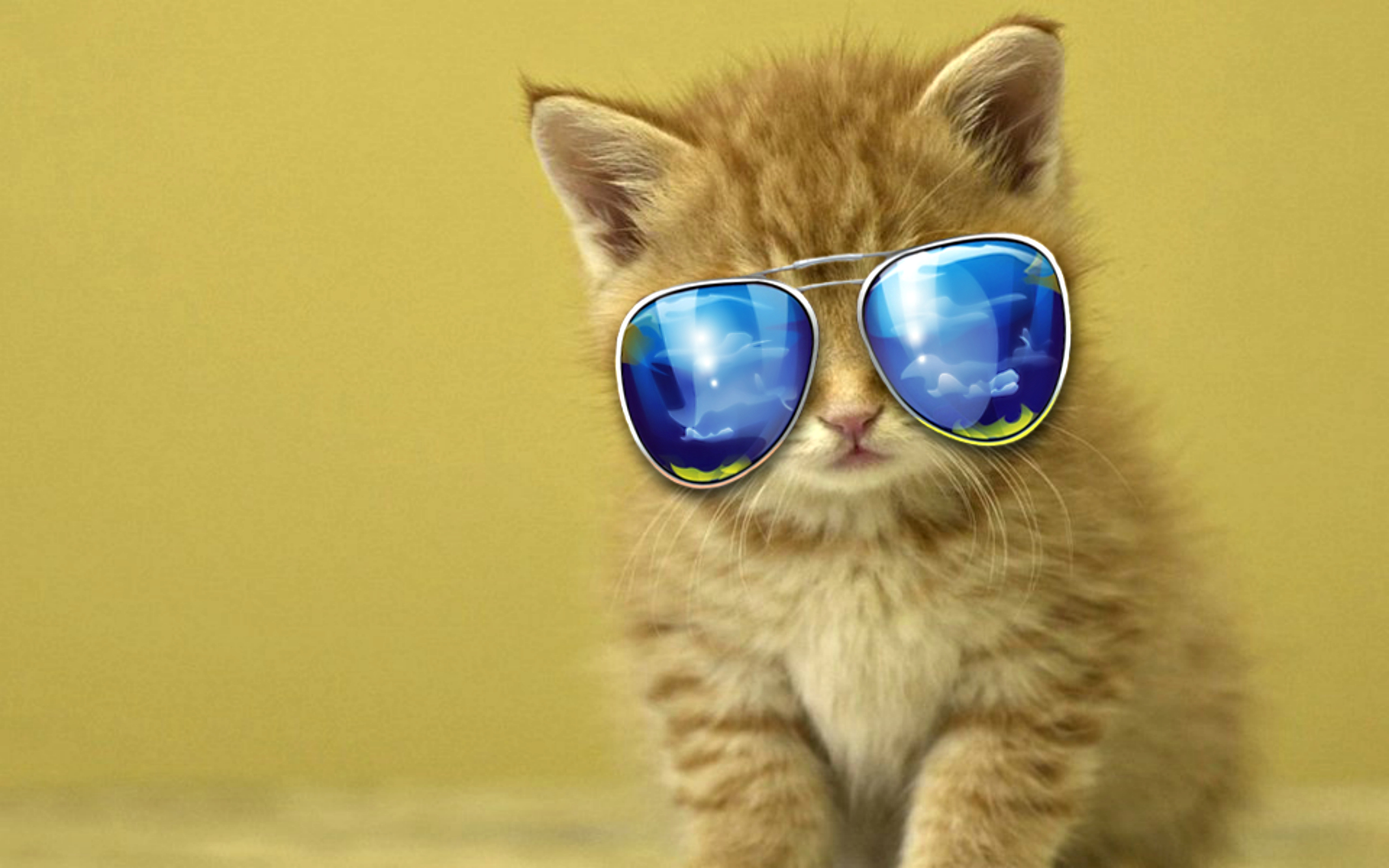 Cool Cat Wallpapers Hd - 1646705