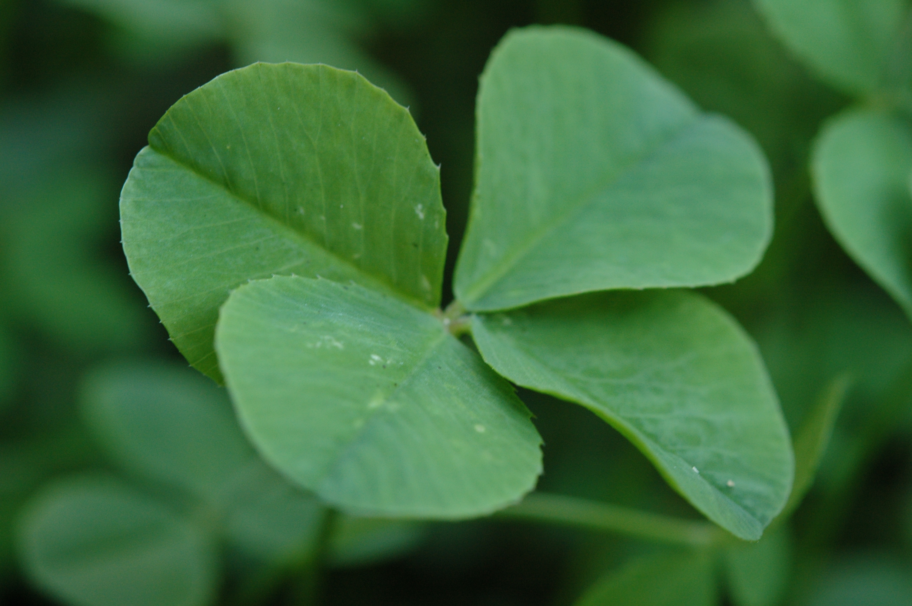 House to House: Adding Clover to Your Lawn A Good Thing ...
