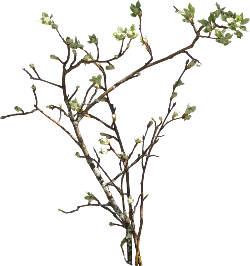 branches - DeviantArt