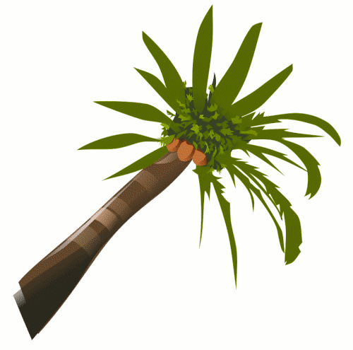 Animated Coconut Tree Images & Pictures - Becuo