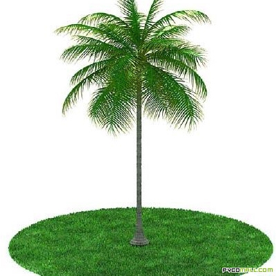 Animated Coconut Tree Images & Pictures - Becuo