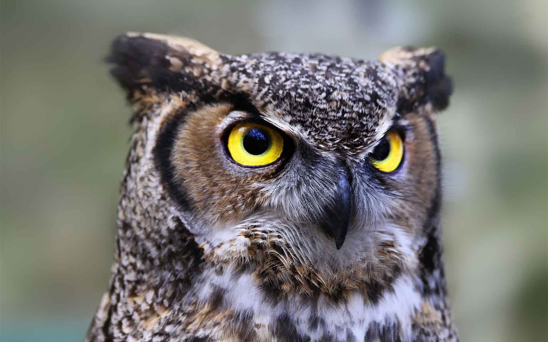 Cool PC Wallpapers Animal Beautiful Flying Owl Wallpaper 1920×1200 ...
