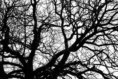 4833408-silhouette-of-bare-tree-branches-in-park-in-winter ...