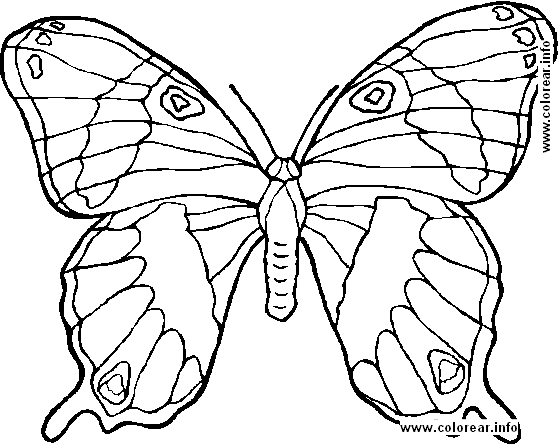 Animal Coloring Pictures | Free coloring pages