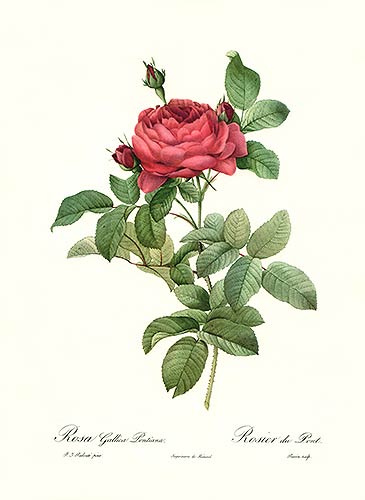 Fine Art Print by Redouté of Red Rose (Rosa gallica pontiana)