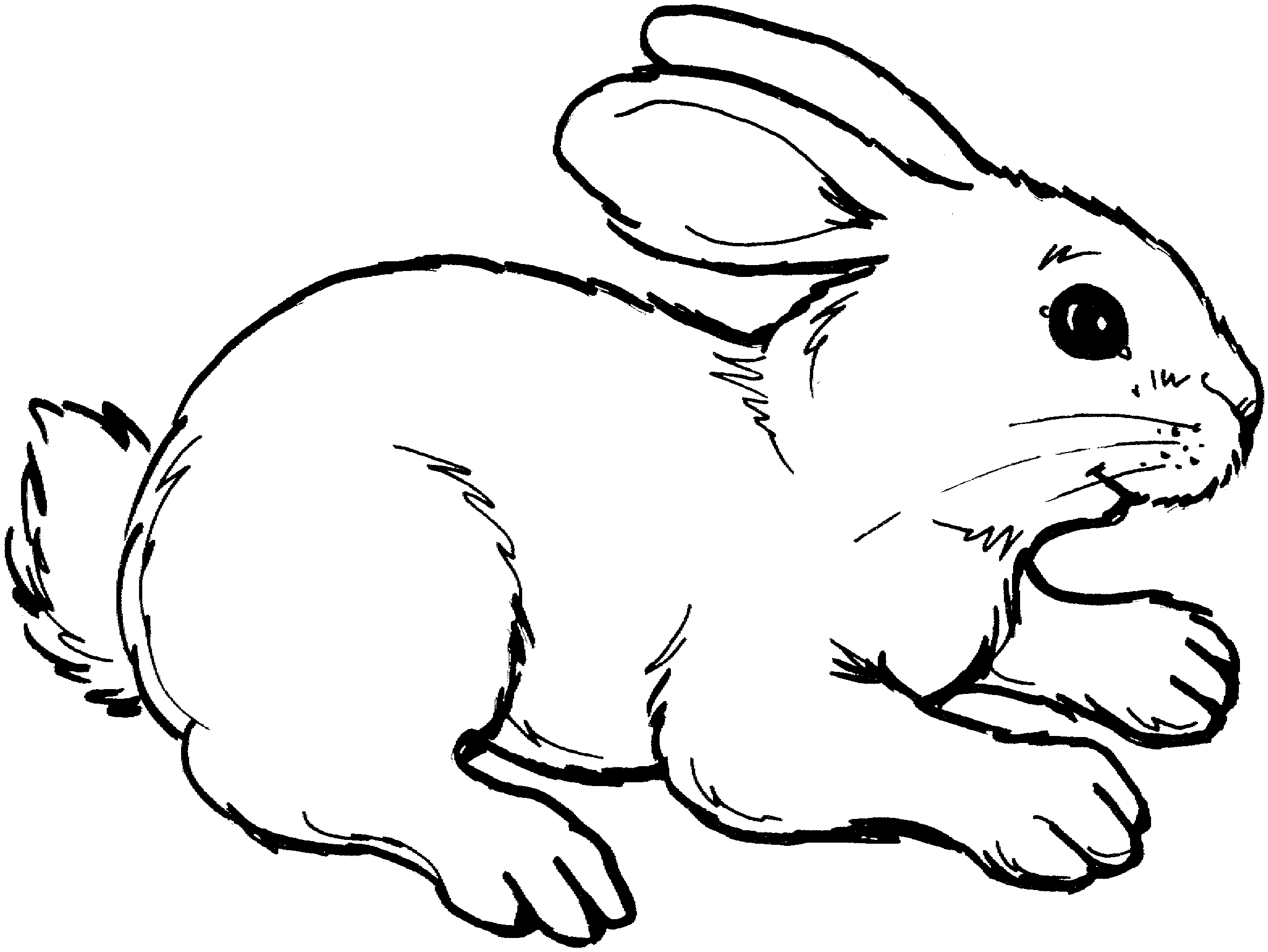 rabbit rabbits coloring | Img Need
