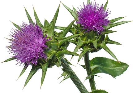 MILK THISTLE WEIGHT LOSS |