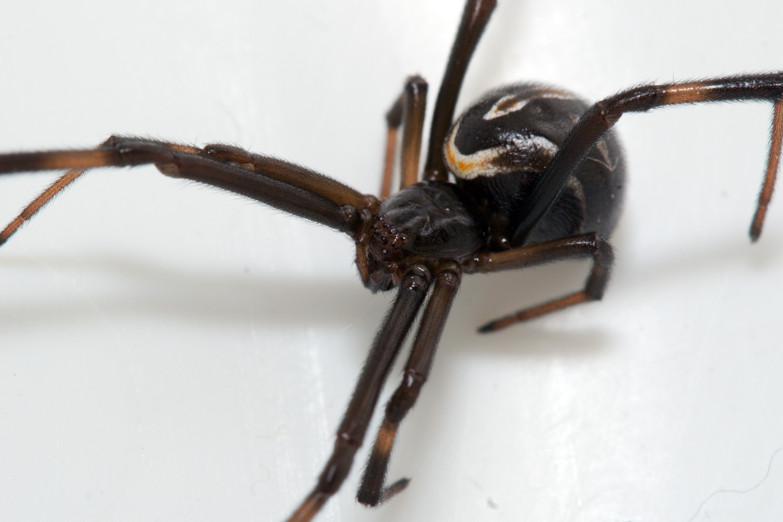 File:Latrodectus hesperus black widow spider immature female.jpg ...
