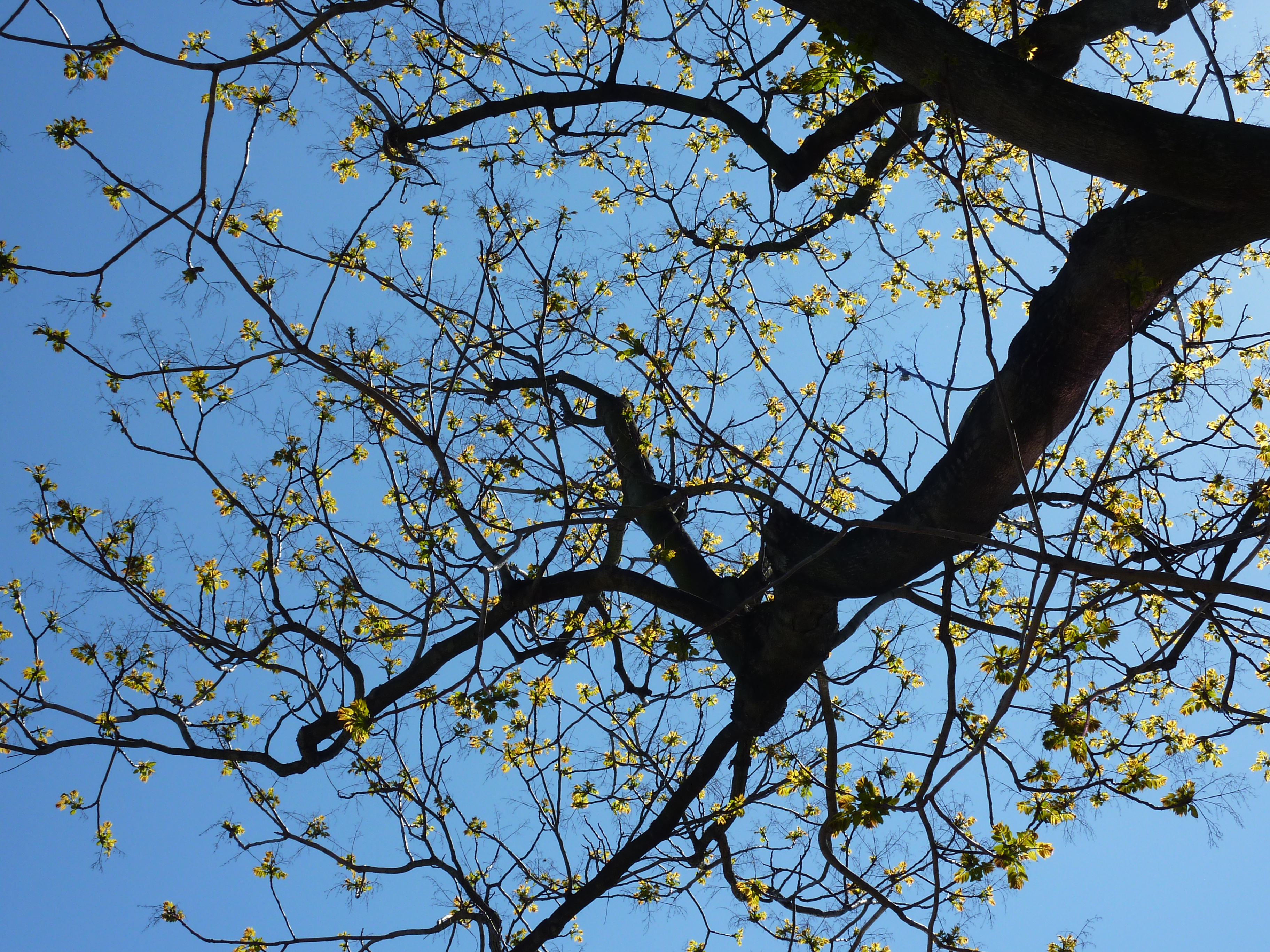 File:Ailanthus giraldii-old branches-backlighted.JPG - Wikimedia ...
