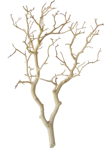 Sandblasted Manzanita Centerpiece Branches, 18 inches tall: Blooms ...