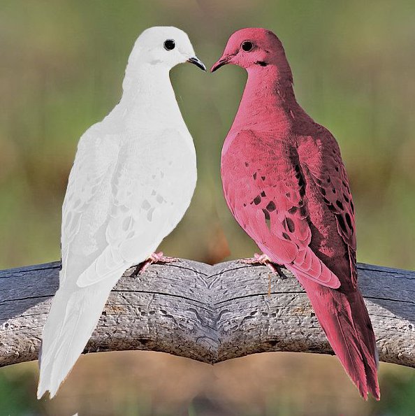 lovedove.jpg