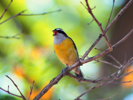 a singing bird colors - Birds & Animals Background Wallpapers on ...