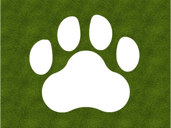 Real Animal Paw Prints Images & Pictures - Becuo
