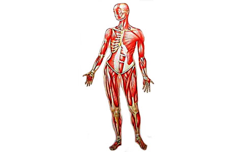 Human Muscle Clipart | Clipart Panda - Free Clipart Images