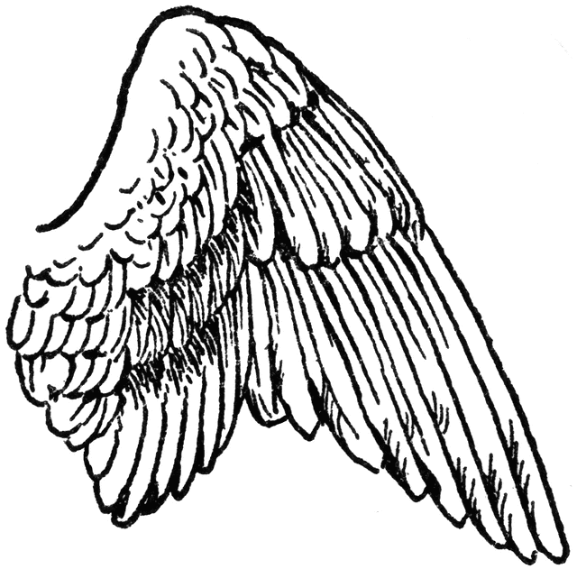 Wing of a Bird | ClipArt ETC