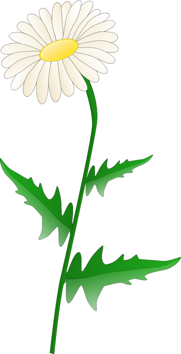 Daisy flower - vector Clip Art
