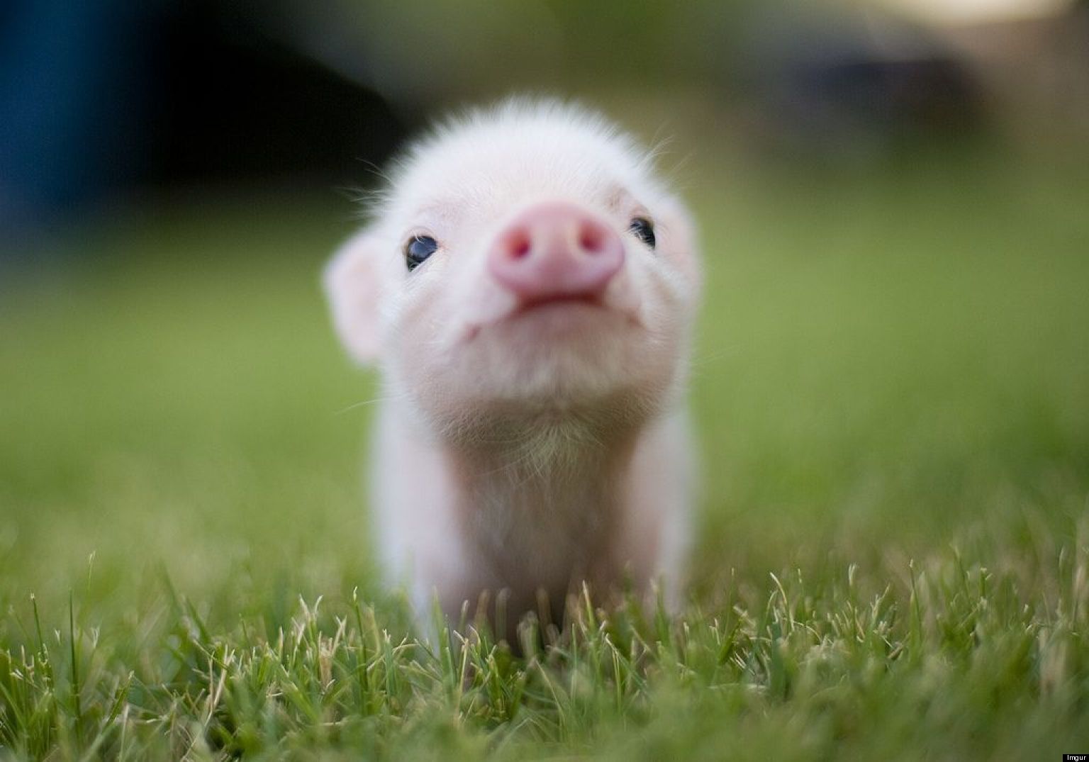 17 Tiny Pigs With Unrealistic Life Goals (PHOTOS)