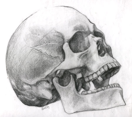 Skull by BD3illustrations on DeviantArt