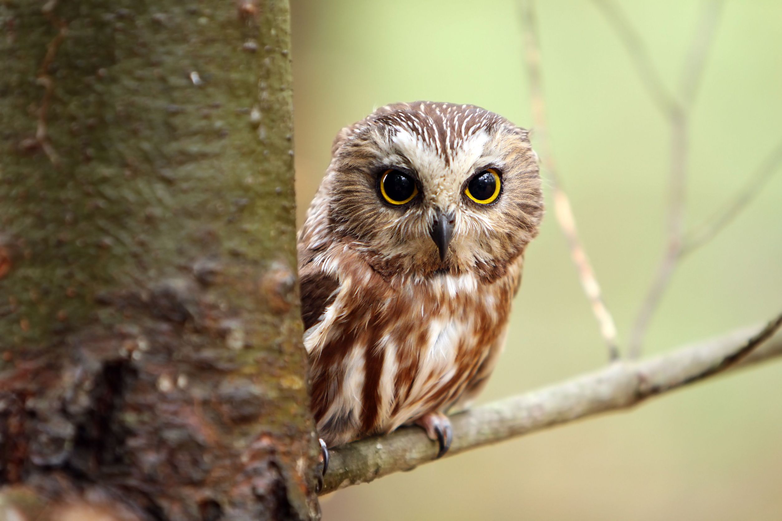 Interpretation of a dream in which you saw «Owl»