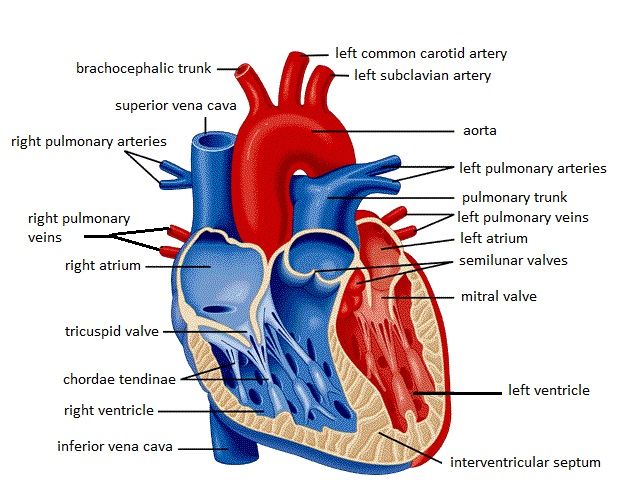 heart labeling diagram | New Page 1 [jb004.k12.sd.us ...