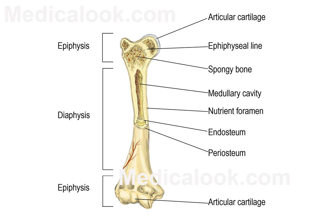 Bones - human anatomy organs