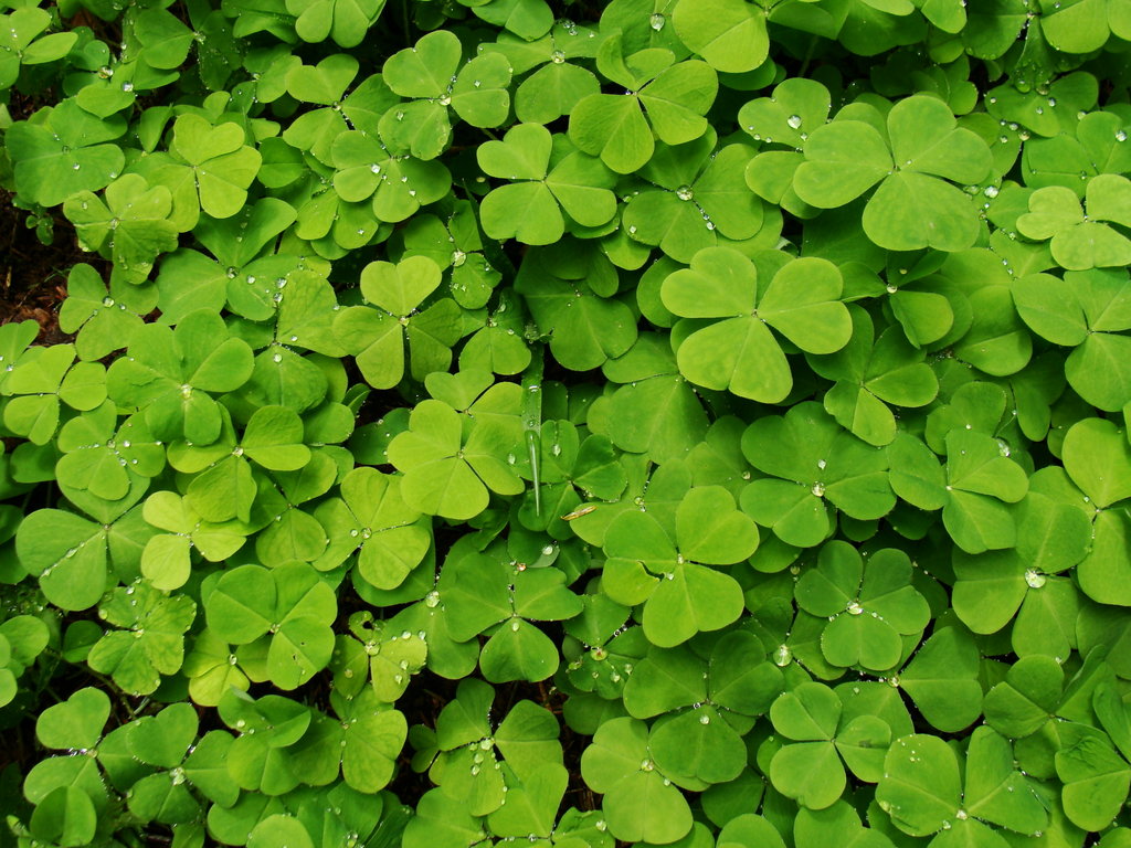 DeviantArt: More Artists Like Shamrocks by EvaMcDermott