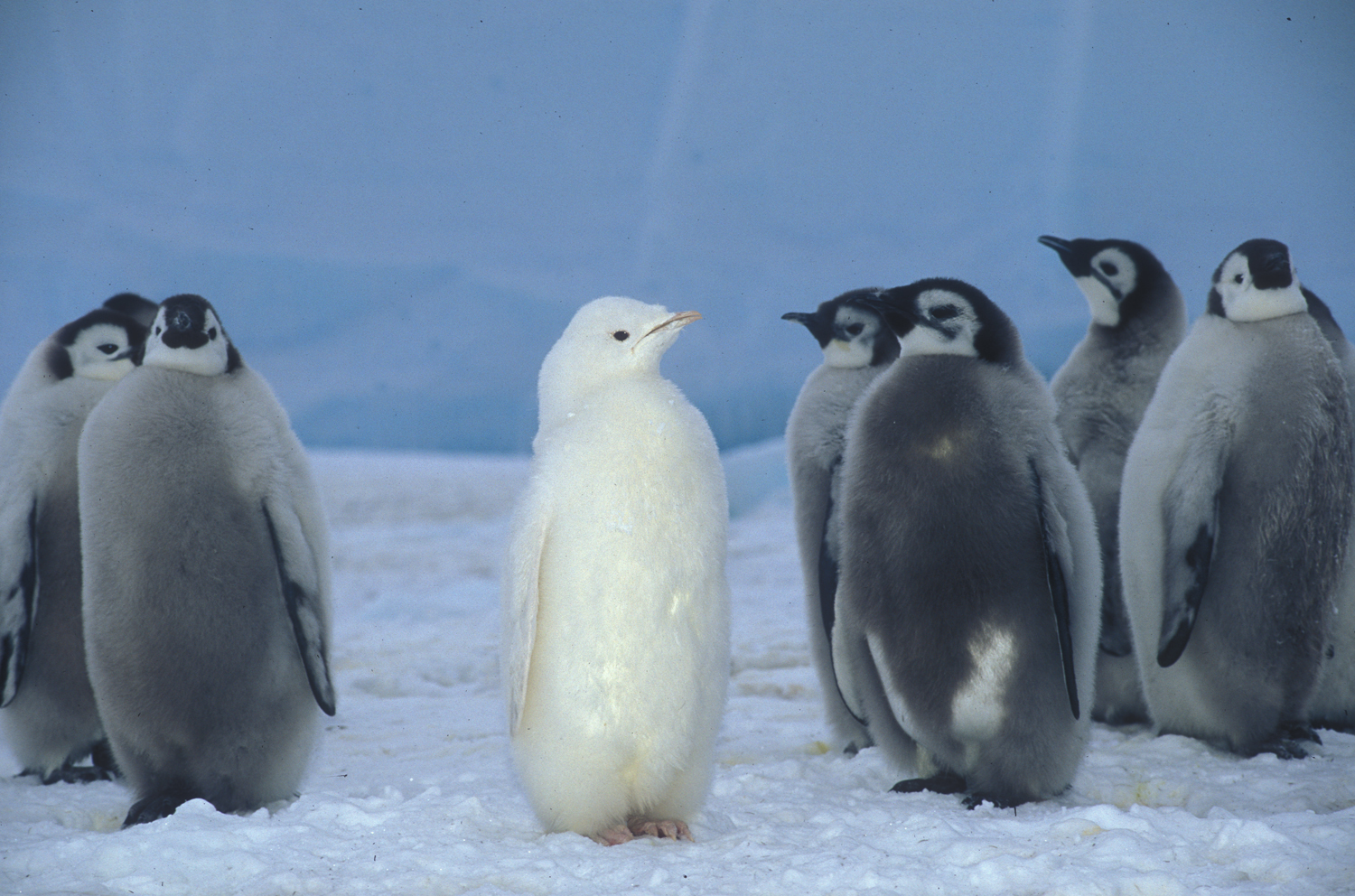Wild Thing: Discovering the hybrid world of penguins | Johns ...