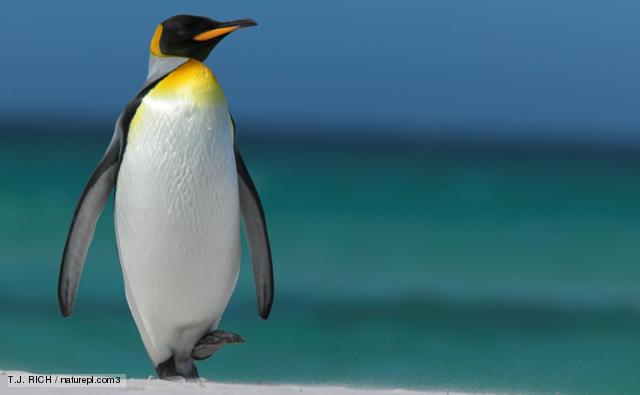 BBC Nature - Great penguins videos, news and facts