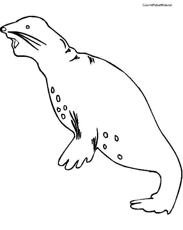 Seals Coloring Pages | 15 Print coloring pages
