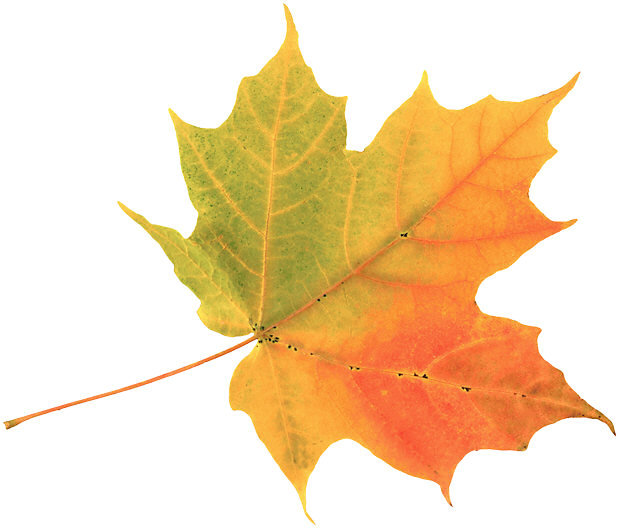Outdoor Classroom: Why exactly do fall leaves change color? - The ...