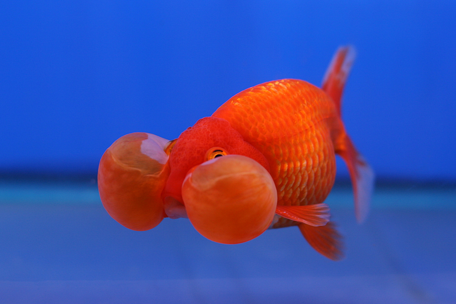 Goldfish Variations | Fancy Goldfish | The Fish Research List