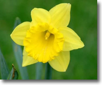 Daffodil Days at Spohr Gardens